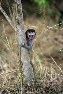 Vervet monkey Grivet monkey Kruger National Park South Africa Vervet monkey Stock Photos