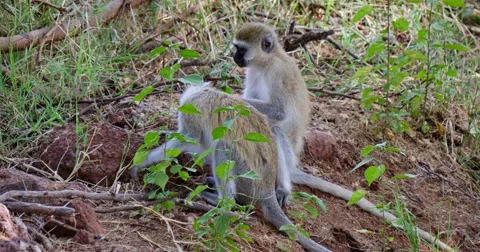 Vervet Monkey on ground Stock Footage 60596004