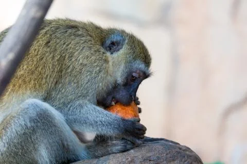 A Vervet monkey has found a fruit and eats it 스톡 사진