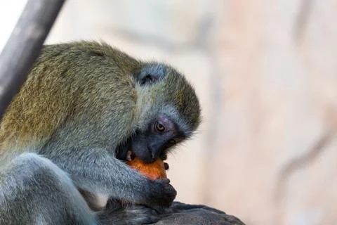 A Vervet monkey has found a fruit and eats it Stock Photos