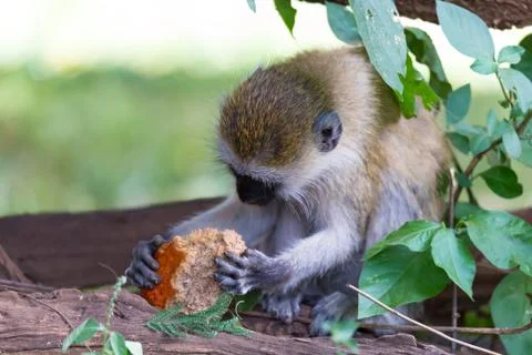 A Vervet monkey has found a fruit and eats it Stock Photos