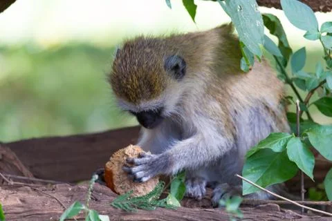A Vervet monkey has found a fruit and eats it Stock Photos