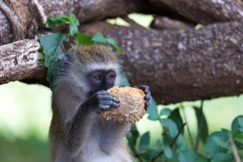 A Vervet monkey has found a fruit and eats it Stock Photos