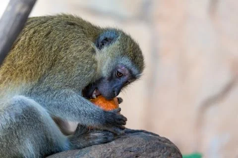 A Vervet monkey has found a fruit and eats it Stock Photos