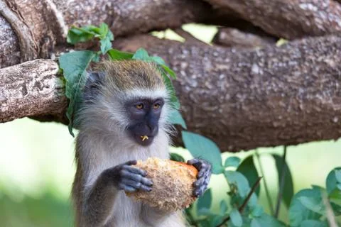 A Vervet monkey has found a fruit and eats it Stock Photos