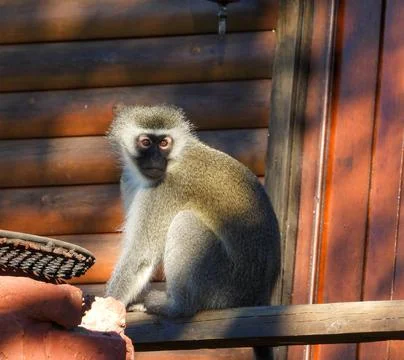 Vervet monkey on a human structure Stock Photos