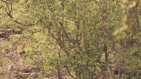 Vervet monkey jumping down from tree and running in african savannah. Stock Footage 194450158