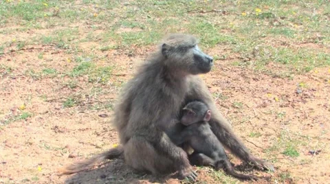 Vervet Monkey in Kruger National Park Stock Footage