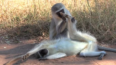A vervet monkey lies on his side in a funny, laidback posture while another Stock Footage 337943948