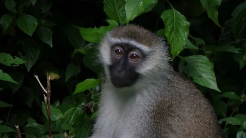 Vervet monkey looking into camera, Uganda Video stock 100991037