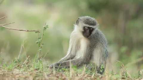 A Vervet monkey looks into the camera before falling asleep, Kruger National Stock Footage 338999530