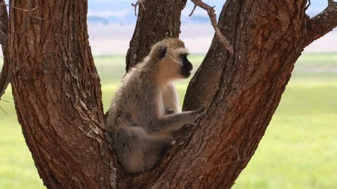 Vervet Monkey with Newborn Video stock 125408945