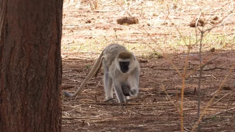 Vervet Monkey with Newborn Stock Footage 125409394