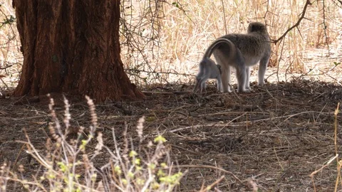 Vervet Monkey with Newborn Stock Footage 125410863