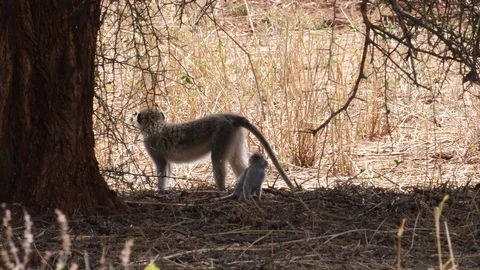 Vervet Monkey with Newborn Stock Footage 125411182
