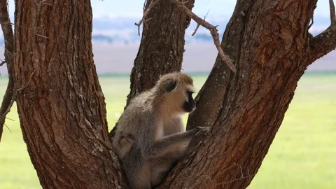Vervet Monkey with Newborn in a tree Stock Footage 125409046
