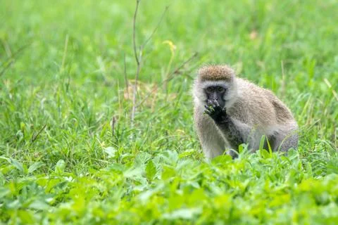 Vervet monkey or Chlorocebus pygerythrus Stock Photos