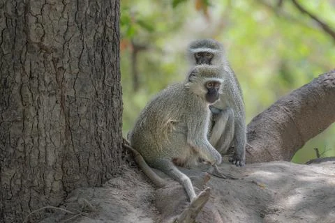 Vervet Monkey Pairl Stock Photos
