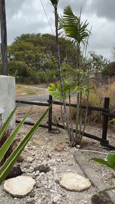 Vervet Monkey by Palm Tree and Fence, Tropical Garden, Barbados Stock-Footage 337197794