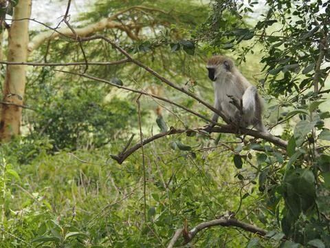 Vervet monkey perched in a tree, Lake Nakuru National Park, Kenya, Africa Stock Photos