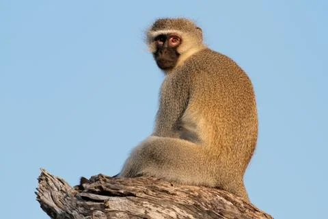 Vervet monkey 스톡 사진