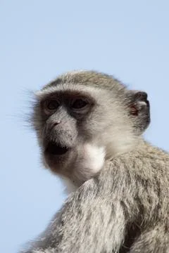 Vervet monkey Fotos de archivo