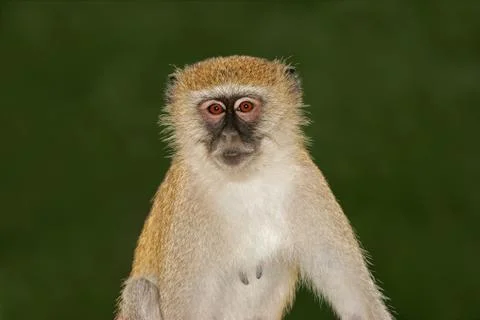 Vervet monkey 스톡 사진