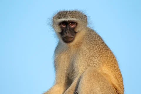 Vervet monkey Fotos de archivo