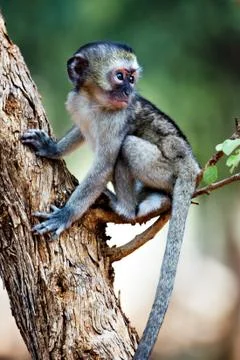 Vervet monkey Fotos Stock