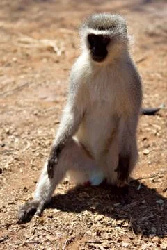 Vervet monkey Stock Photos