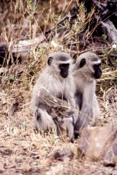 Vervet Monkey Stock Photos