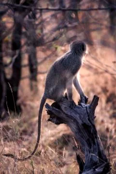 Vervet Monkey Stock Photos