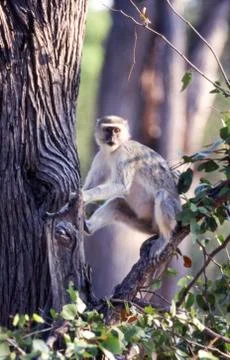 Vervet Monkey Stock Photos