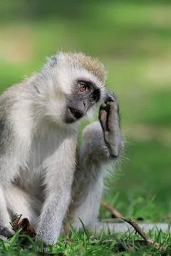 Vervet monkey Stock-Fotos