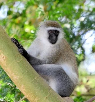 Vervet monkey 写真素材