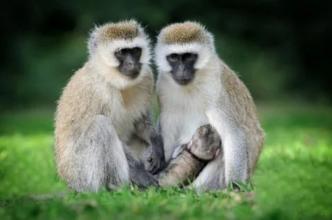 Vervet monkey Stock Photos