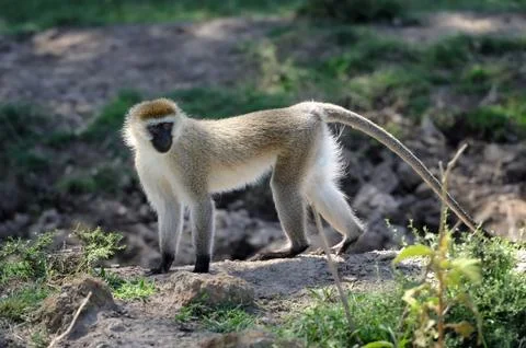 Vervet monkey Stock-Fotos