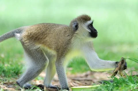Vervet monkey Stock-Fotos
