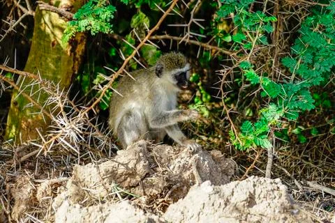 Vervet Monkey Stock Photos