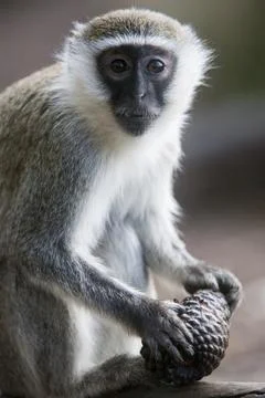 A vervet monkey plays with a pine cone in Melbourne, Australia, Oceania Fotos de archivo