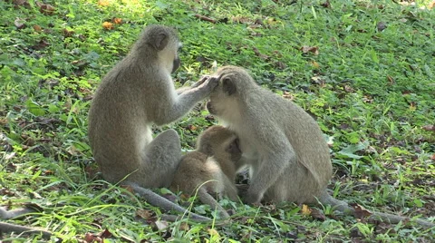 Vervet monkey preening another monkey. Stock Footage 63748289