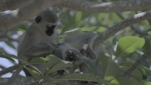 A vervet monkey removing parasites from another monkey. Stock Footage 170807515