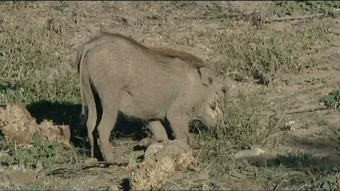 Vervet monkey running Stock Footage 90372534