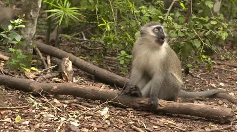 Vervet monkey scratching Stock Footage 10980481
