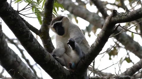 Vervet monkey scratching, Uganda Video stock 100477178