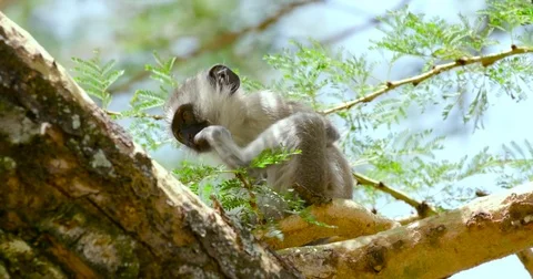 VERVET MONKEY SCTRATCHING NAIROBI KENYA AFRICA Video stock 73044884