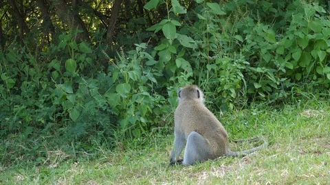 Vervet monkey sits in the grass Stock Footage 125185434