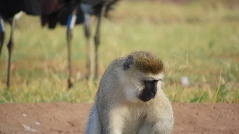 Vervet monkey sits on ground in Uganda as grey crowned cranes - Vervet Primate Stock Footage 339821259