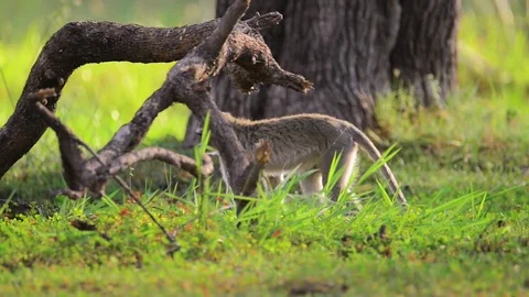 Vervet Monkey sits on log then forages Stock Footage 70788985