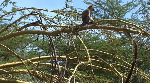 Vervet monkey sits on a tangle of branches Stock Footage 34279737